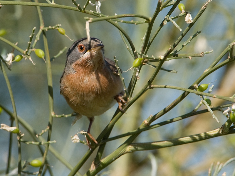 Sylvia cantillans Subalpine Warbler Baardgrasmus